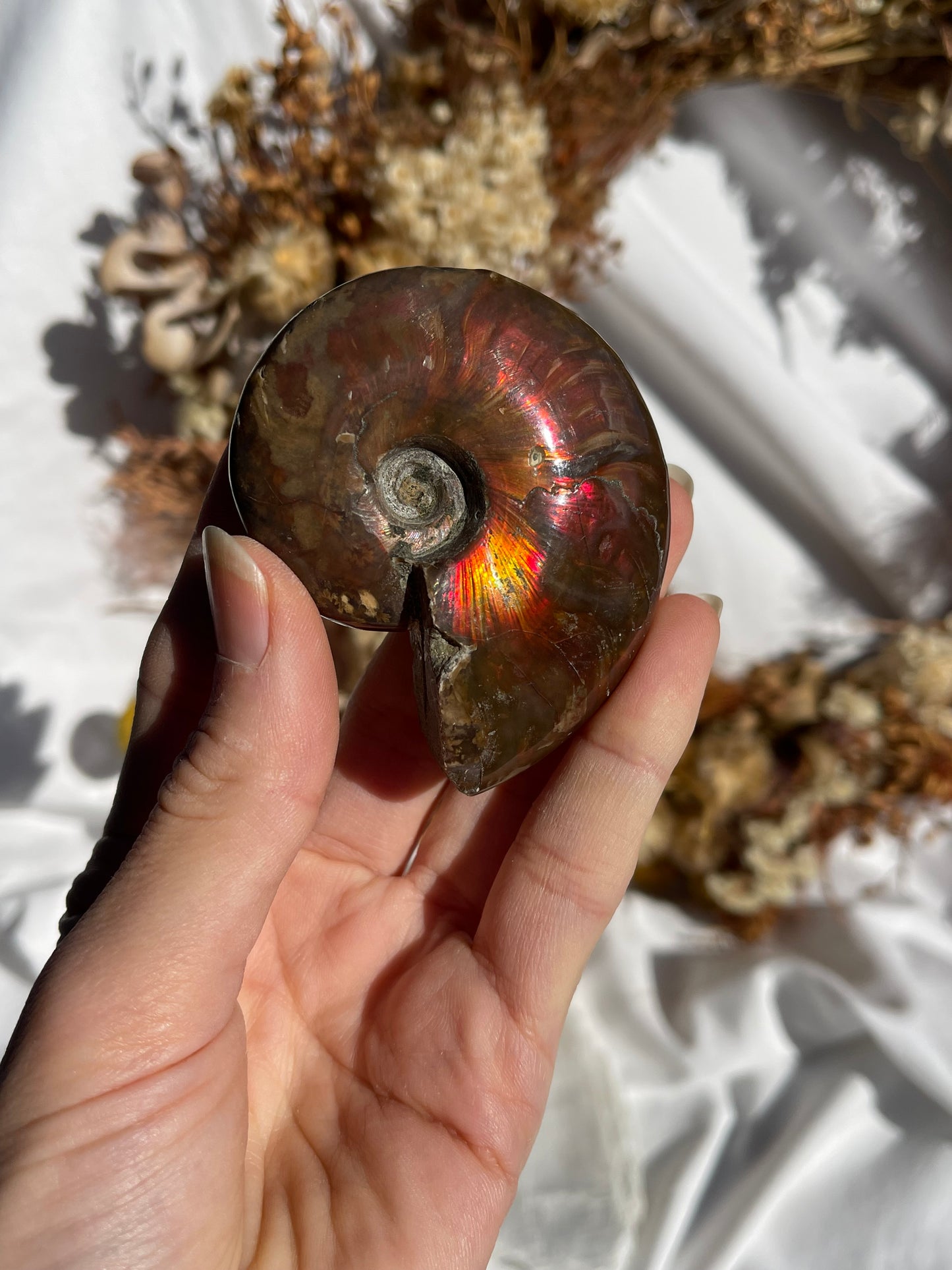 Opalised Ammonite Fossil