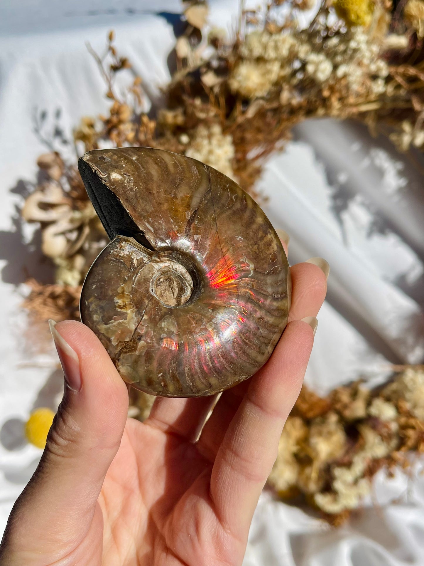 Opalised Ammonite Fossil