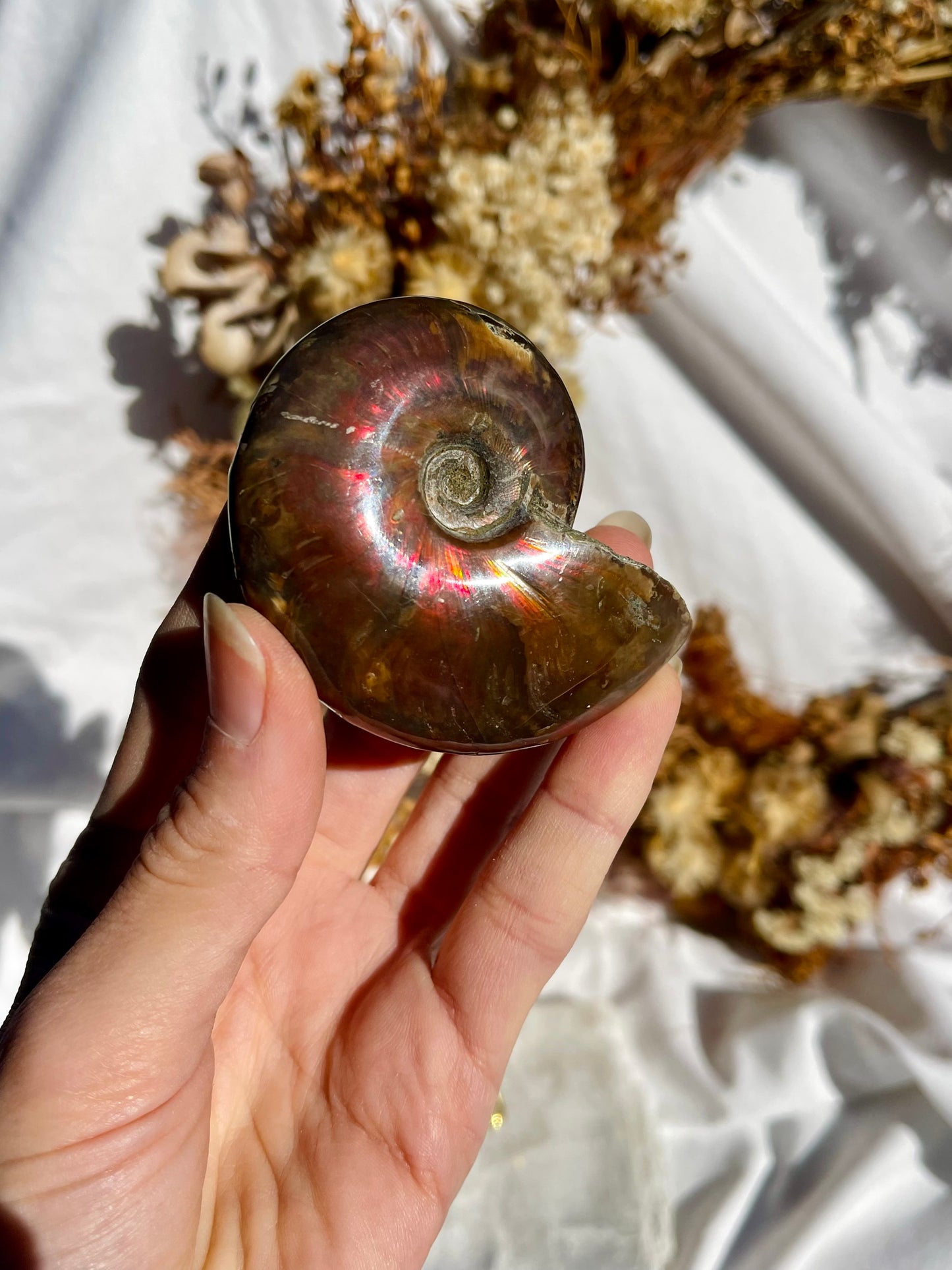Opalised Ammonite Fossil