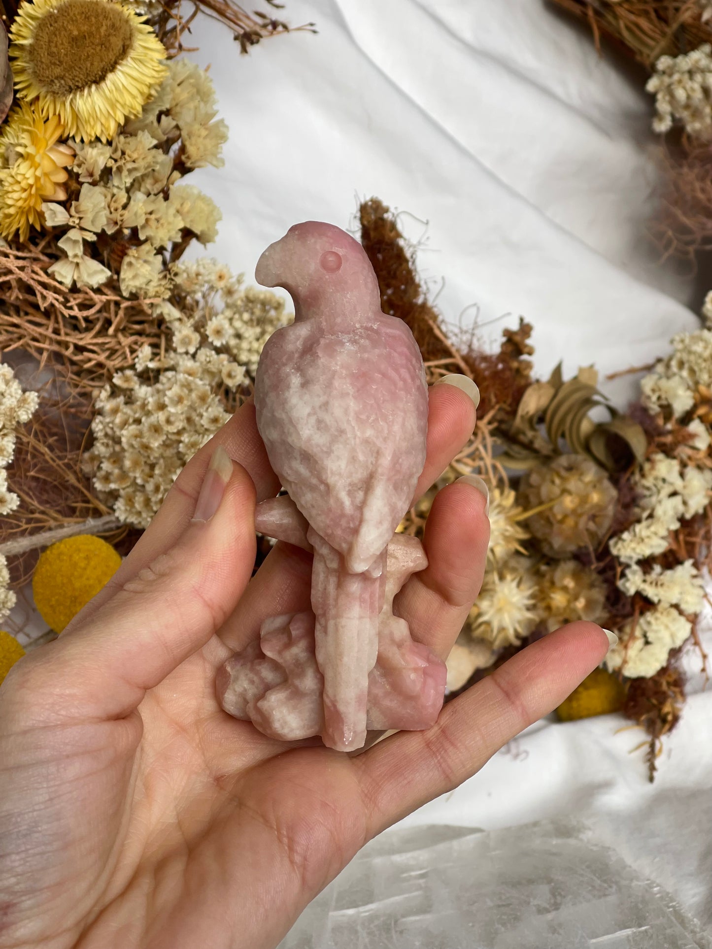 Pink Opal Parrott