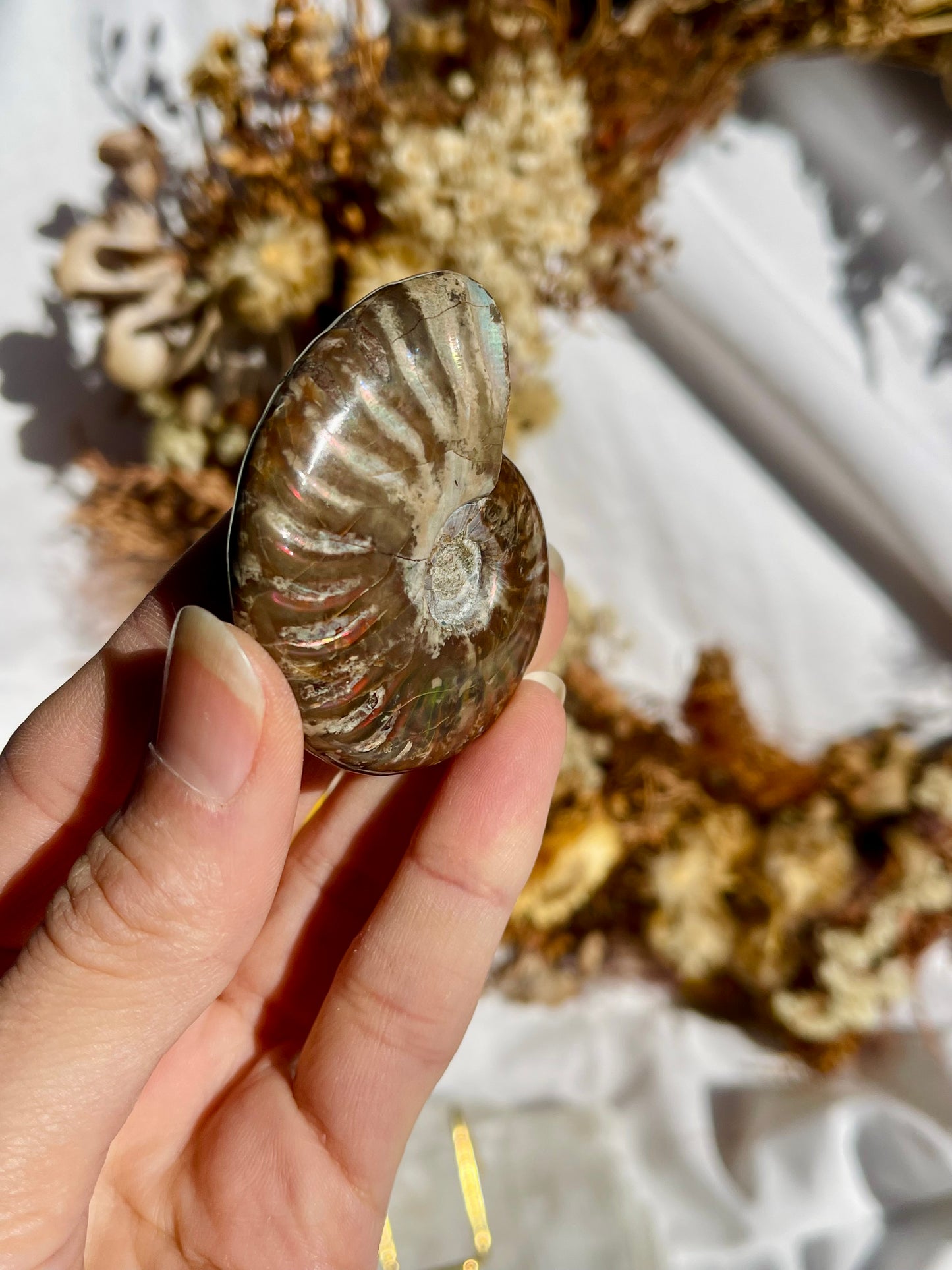 Opalised Ammonite Fossil