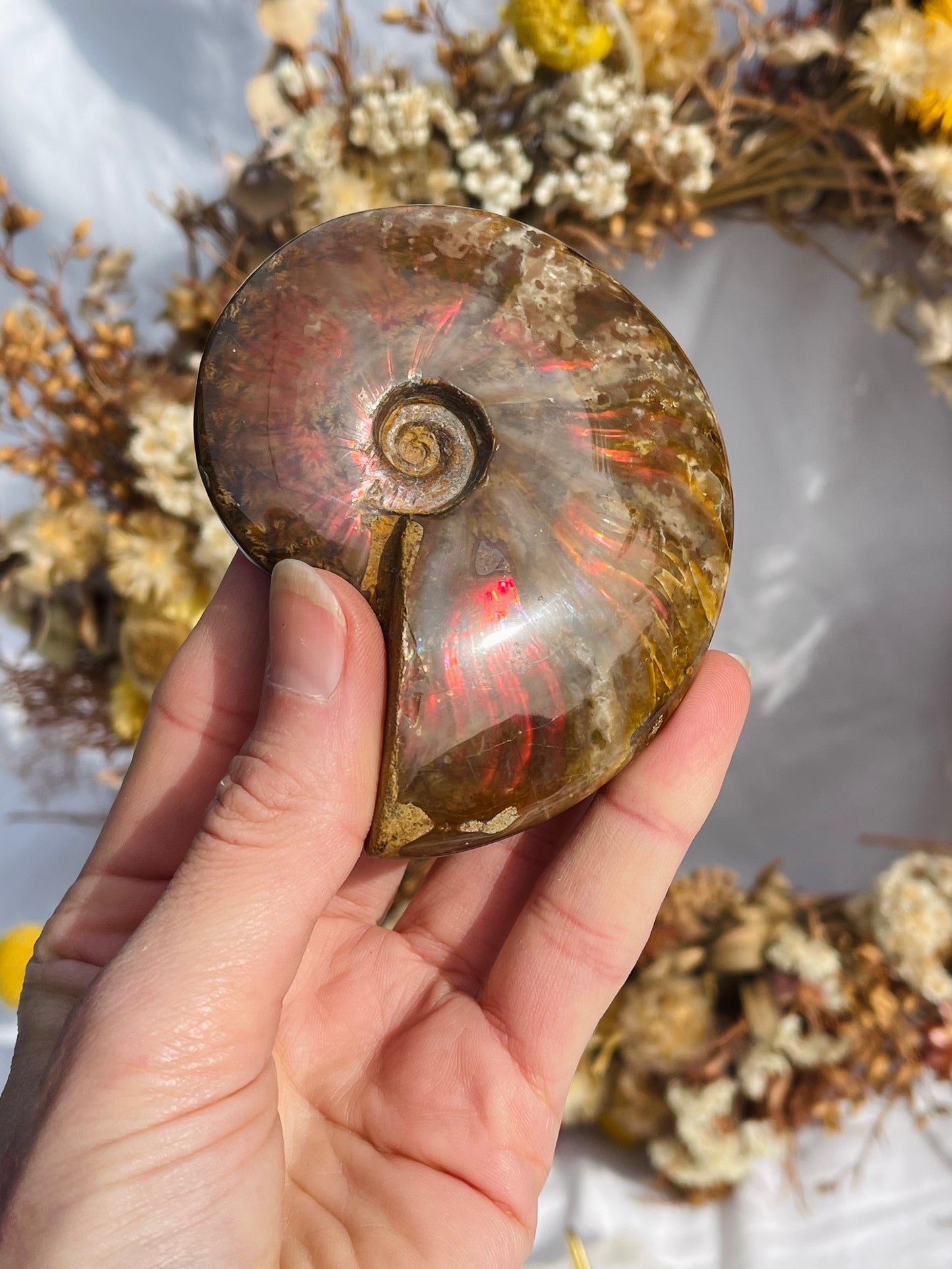 Opalised Ammonite Fossil