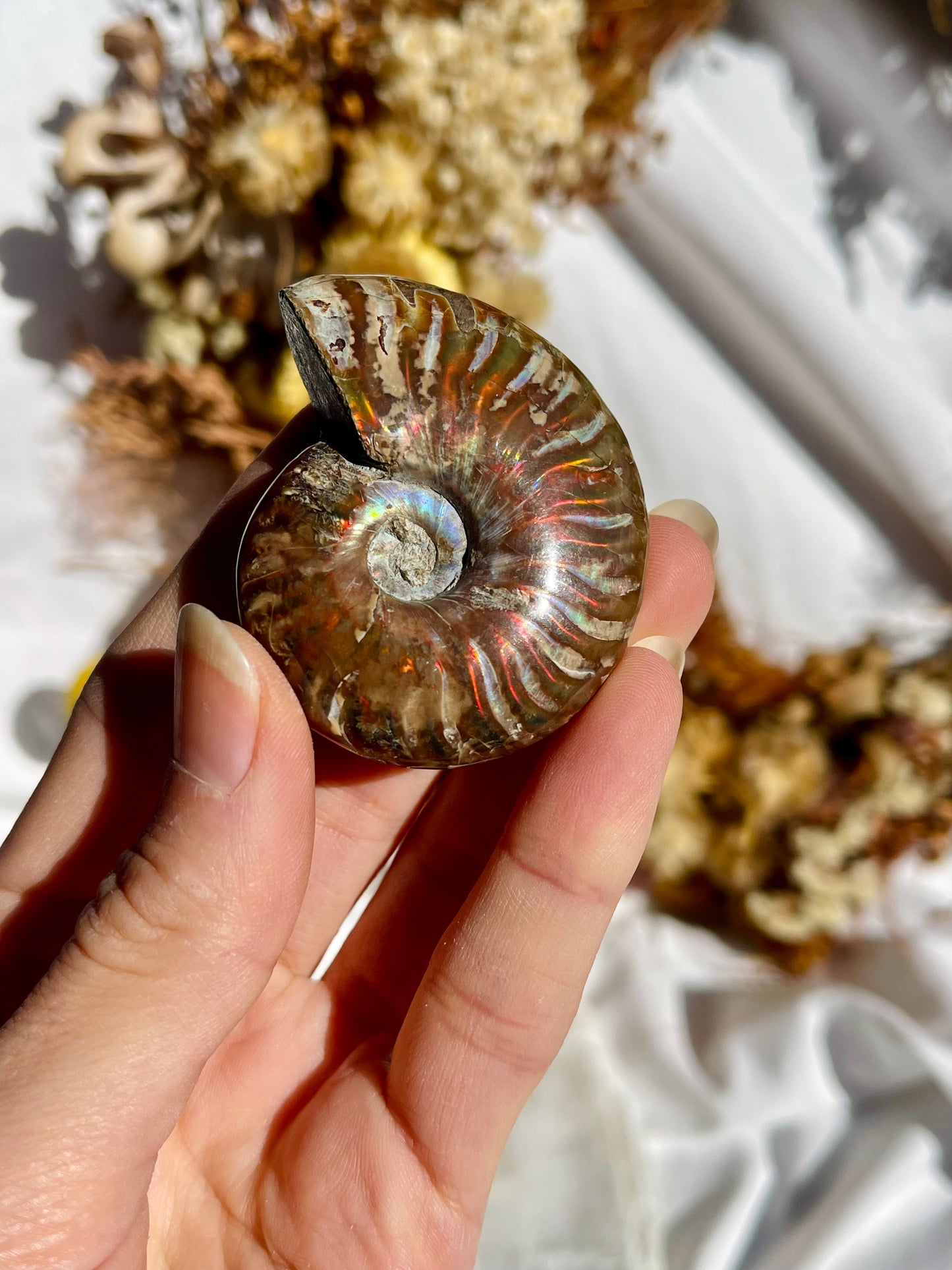Opalised Ammonite Fossil
