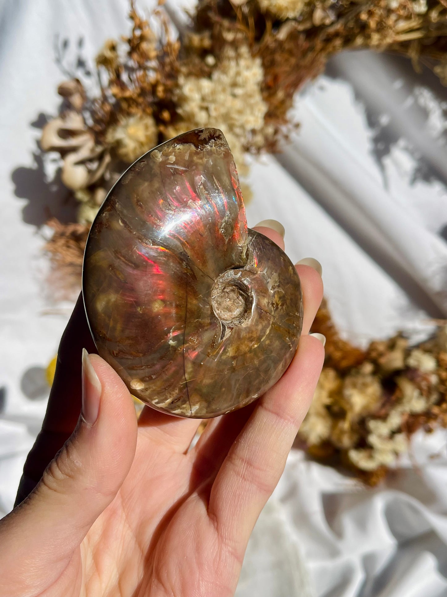 Opalised Ammonite Fossil