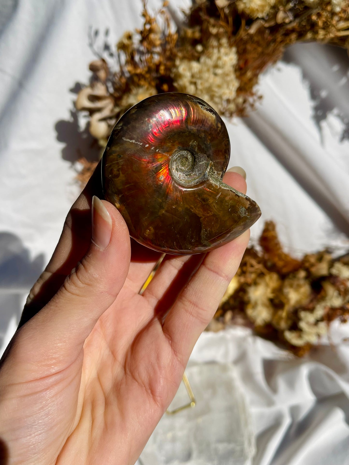 Opalised Ammonite Fossil