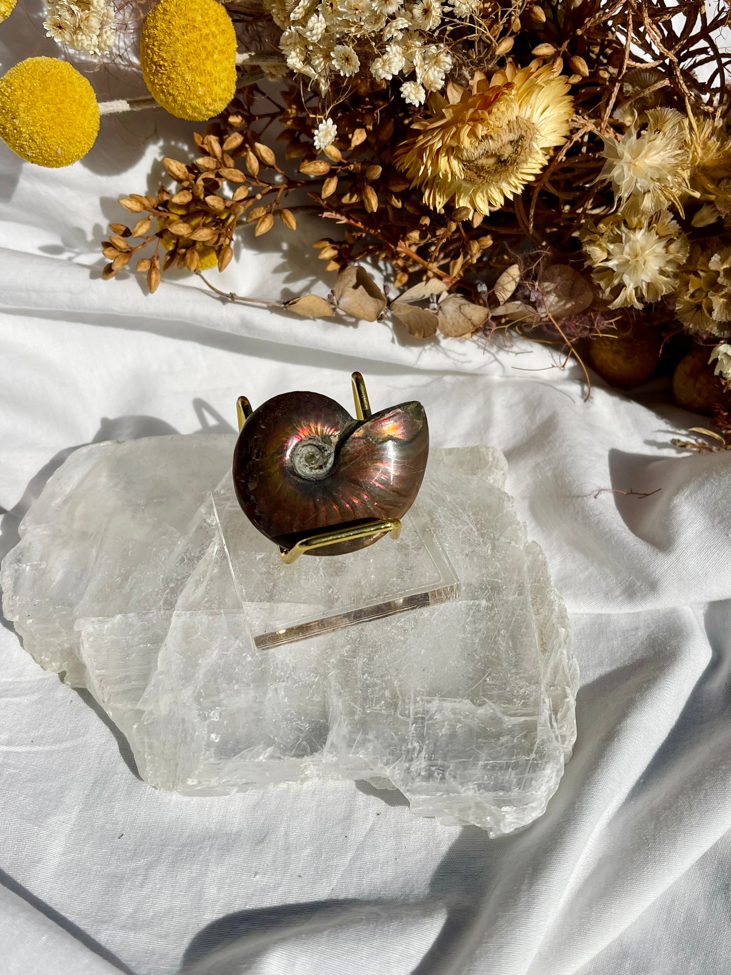 Opalised Ammonite Fossil