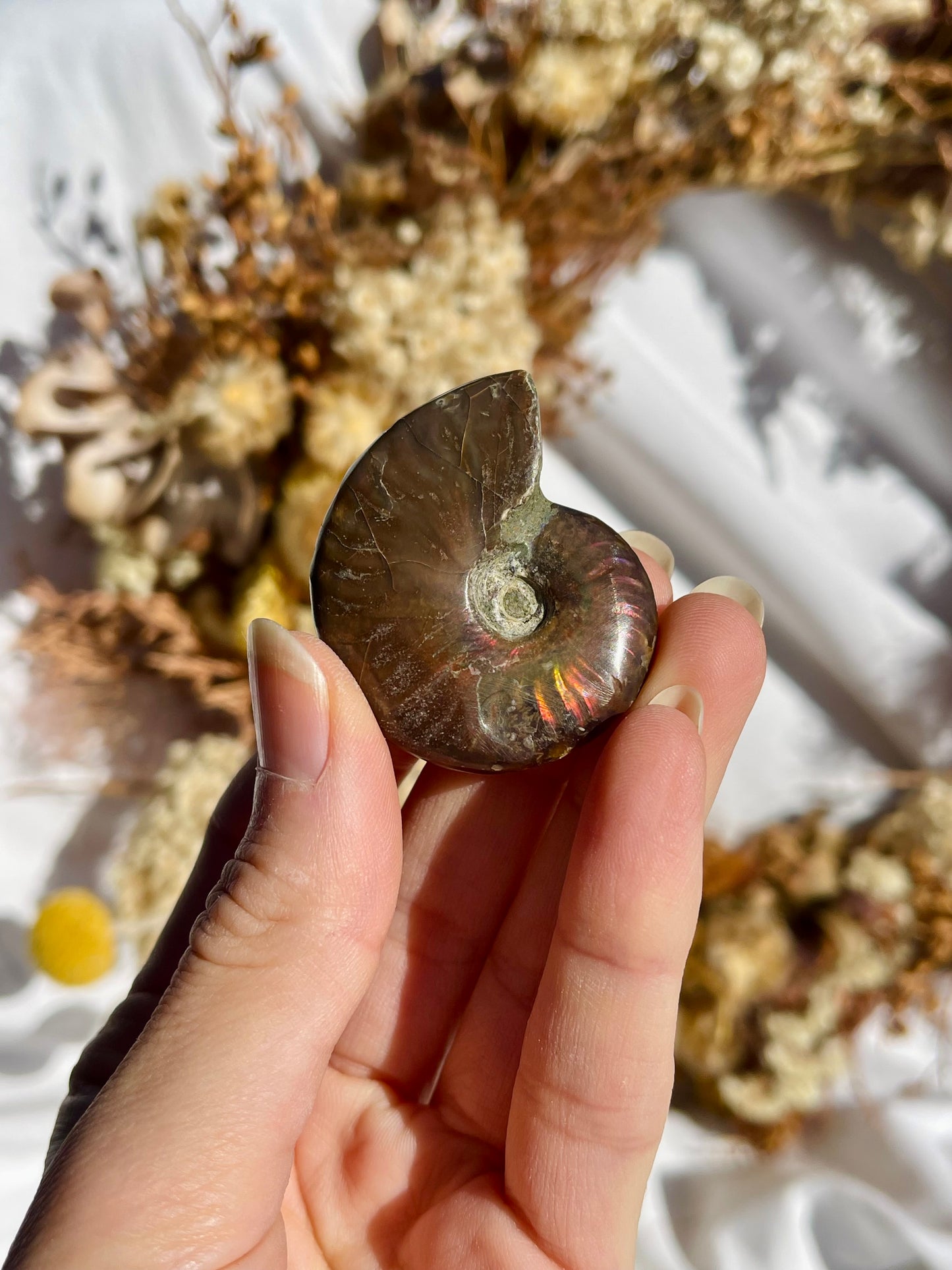 Opalised Ammonite Fossil