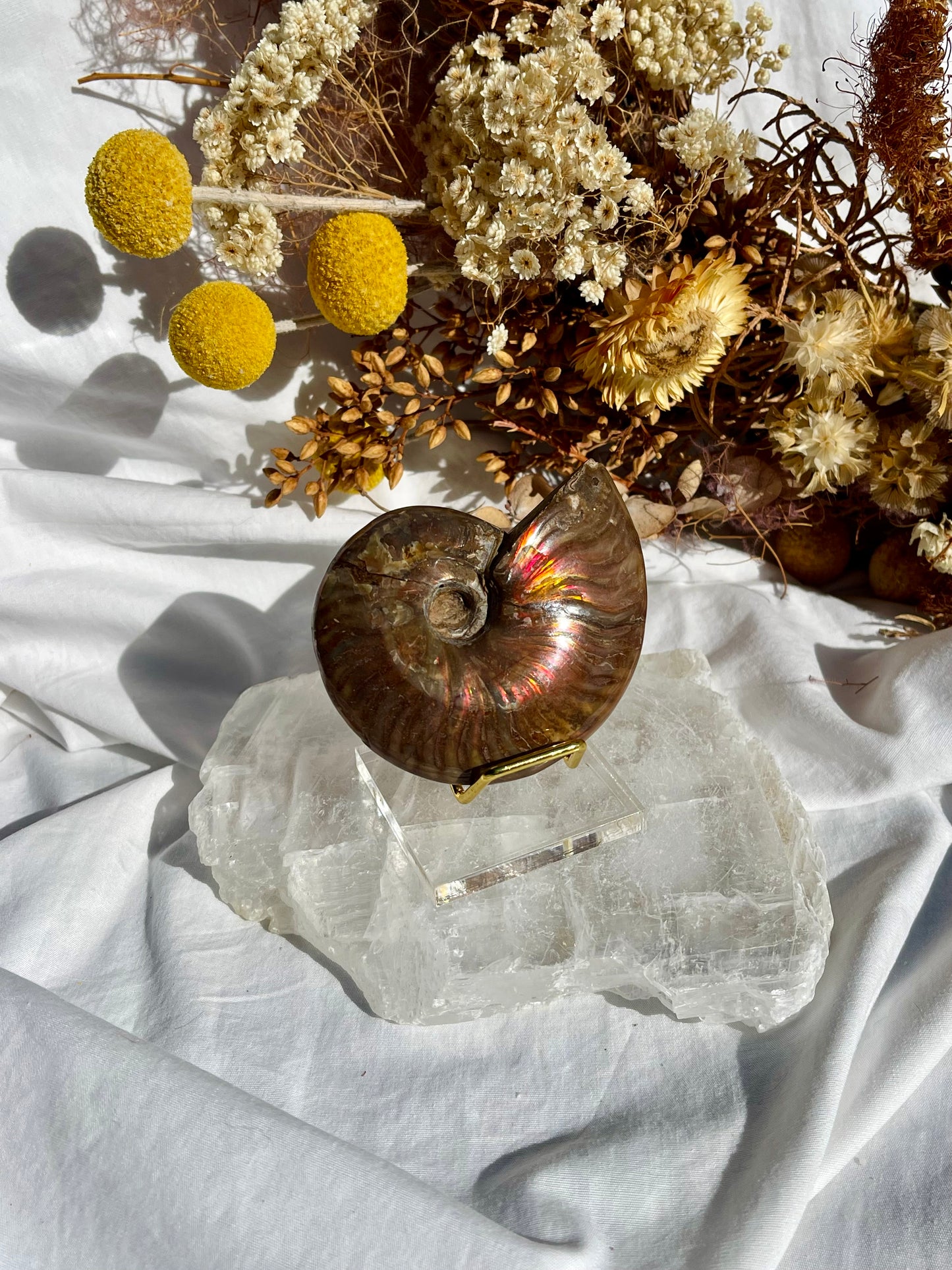 Opalised Ammonite Fossil