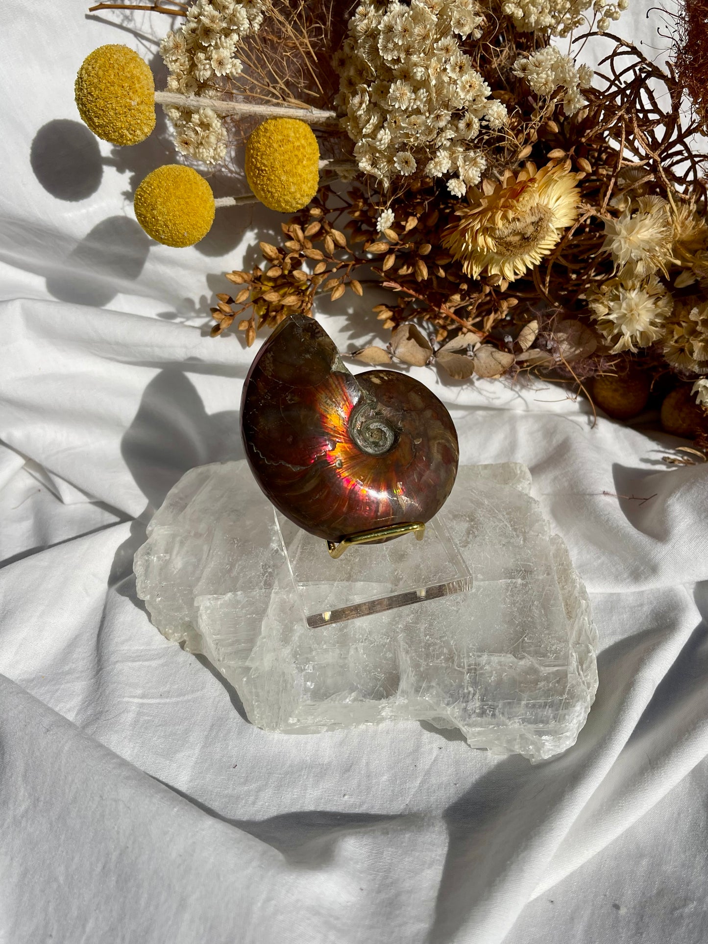 Opalised Ammonite Fossil