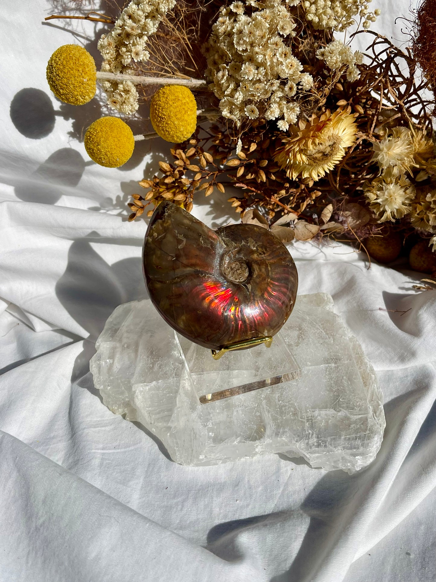 Opalised Ammonite Fossil
