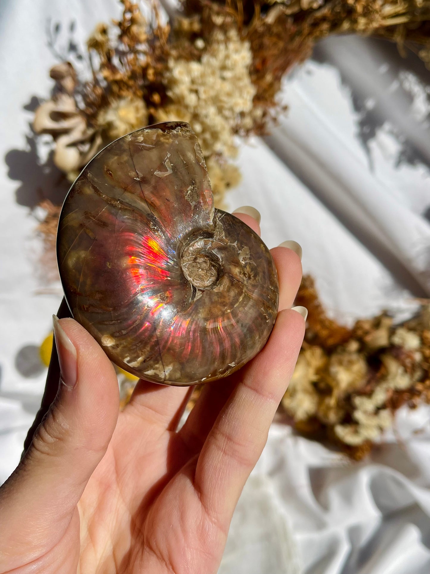 Opalised Ammonite Fossil