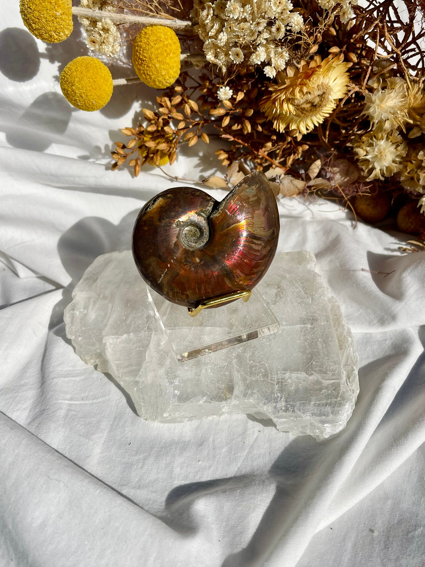 Opalised Ammonite Fossil