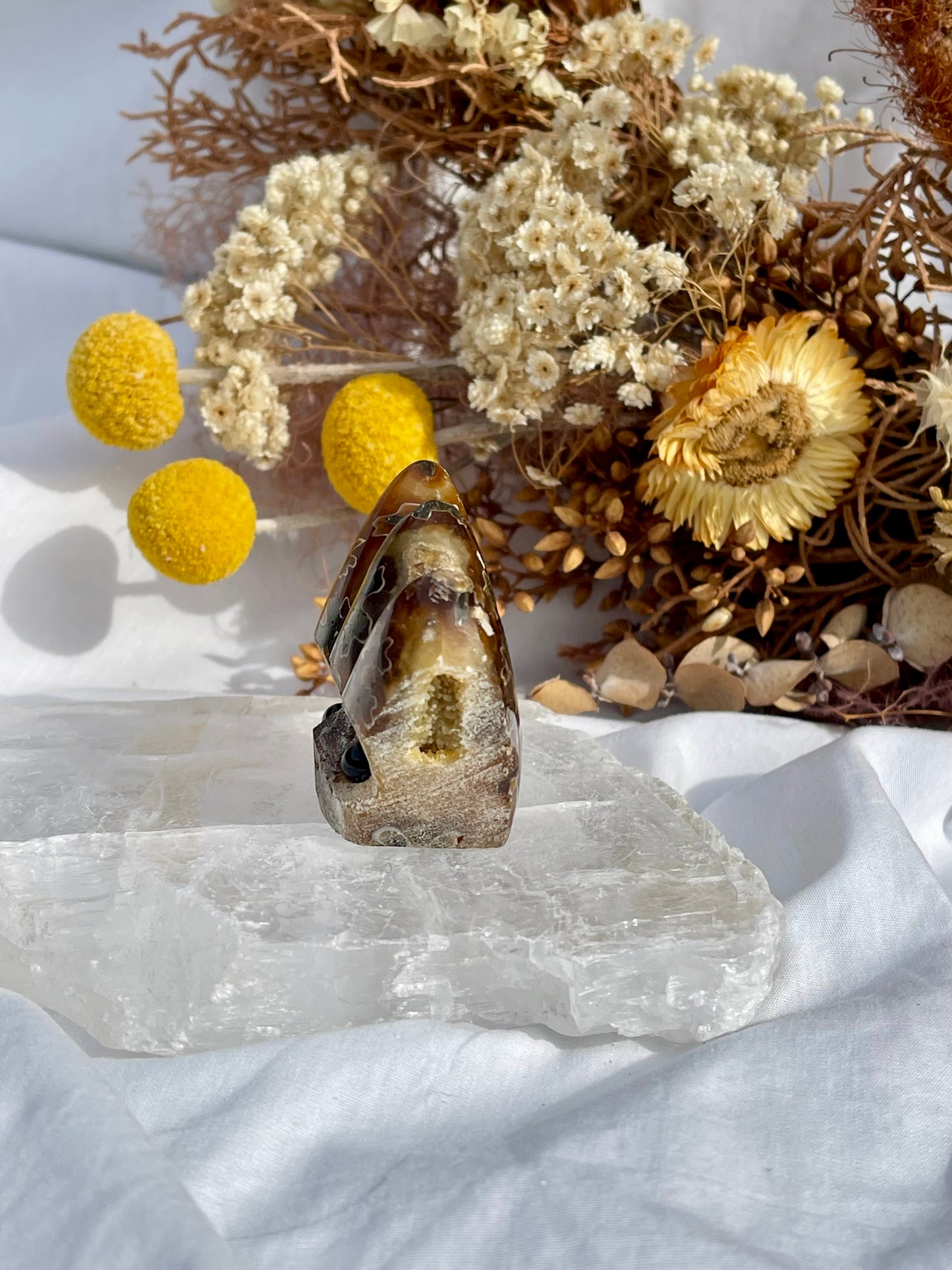 Ammonite Critter #3