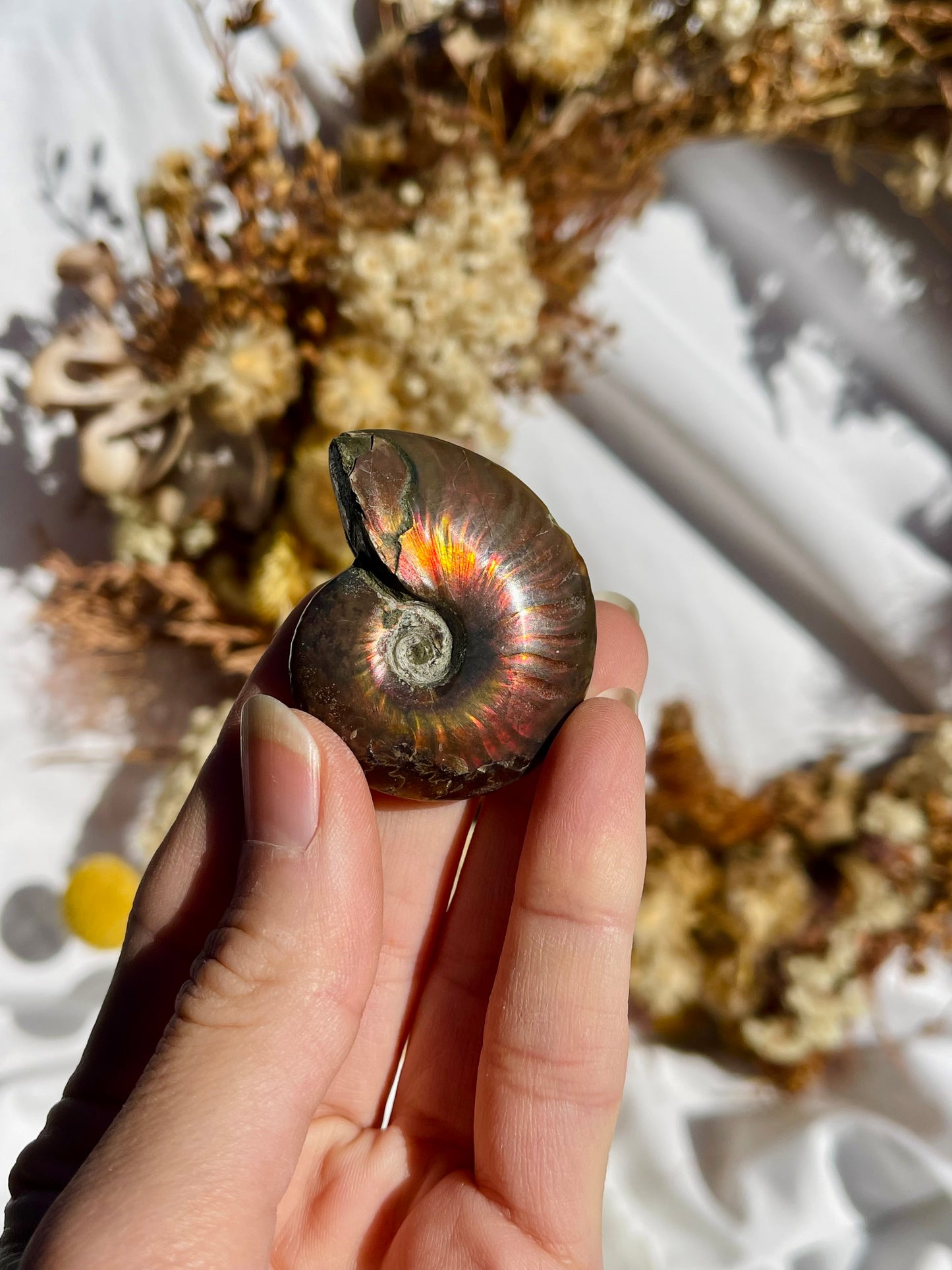 Opalised Ammonite Fossil