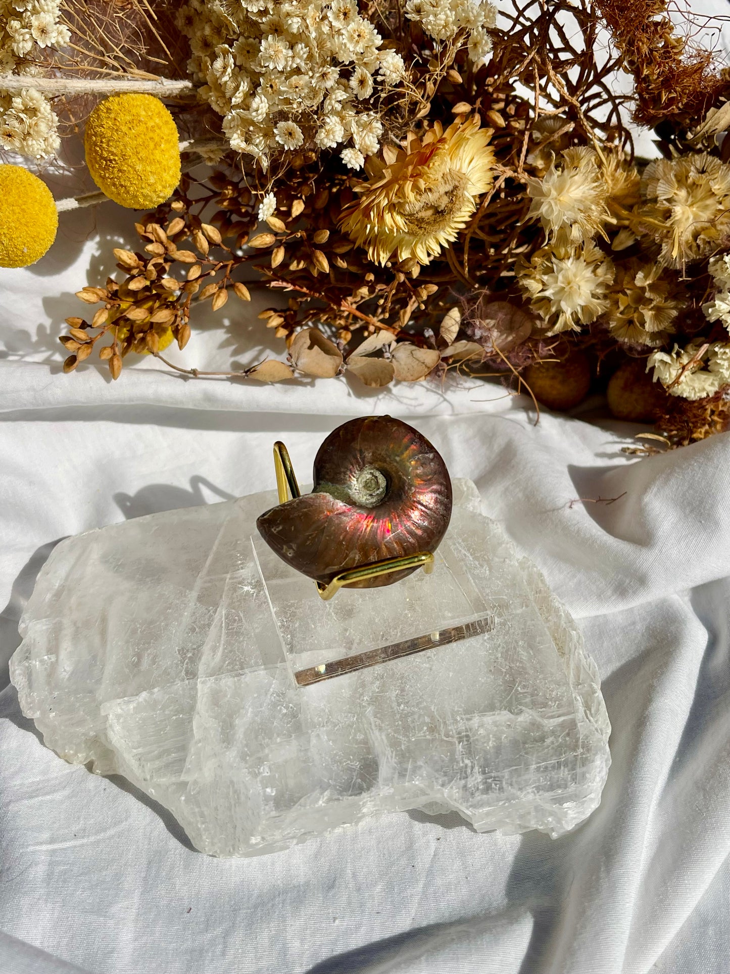 Opalised Ammonite Fossil