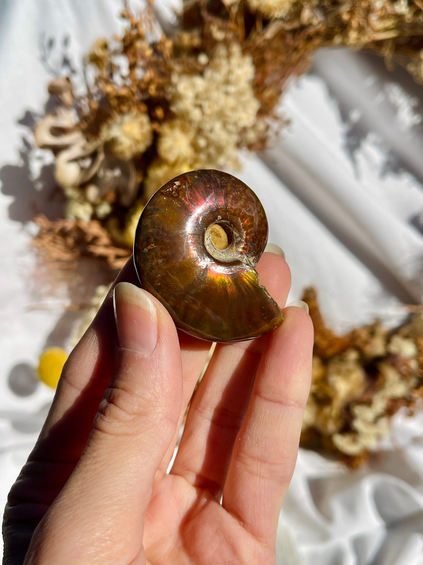 Opalised Ammonite Fossil