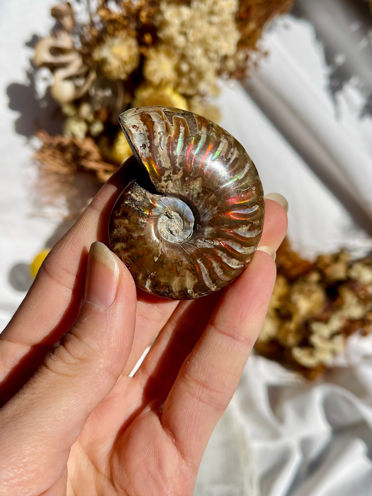 Opalised Ammonite Fossil