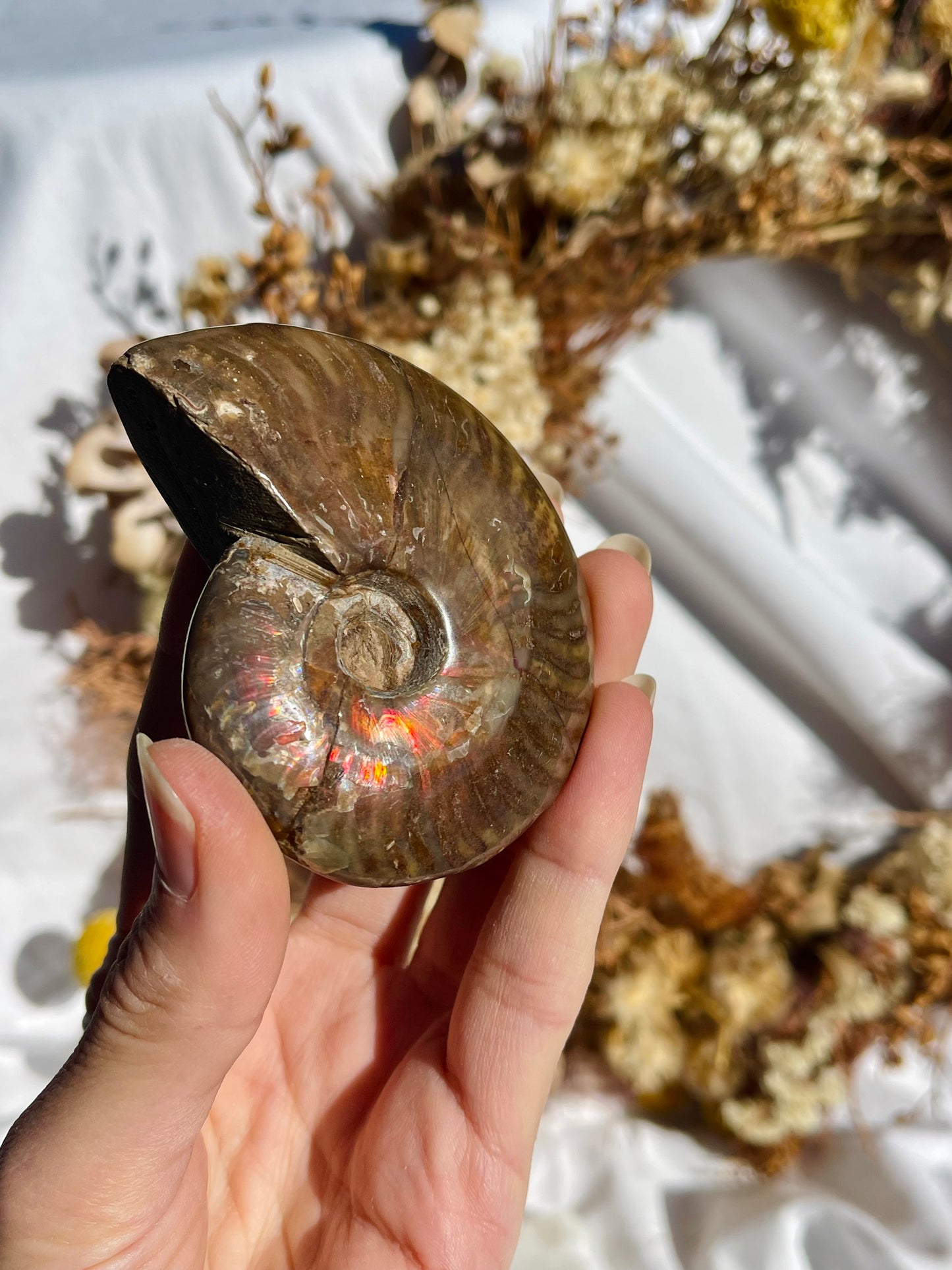 Opalised Ammonite Fossil