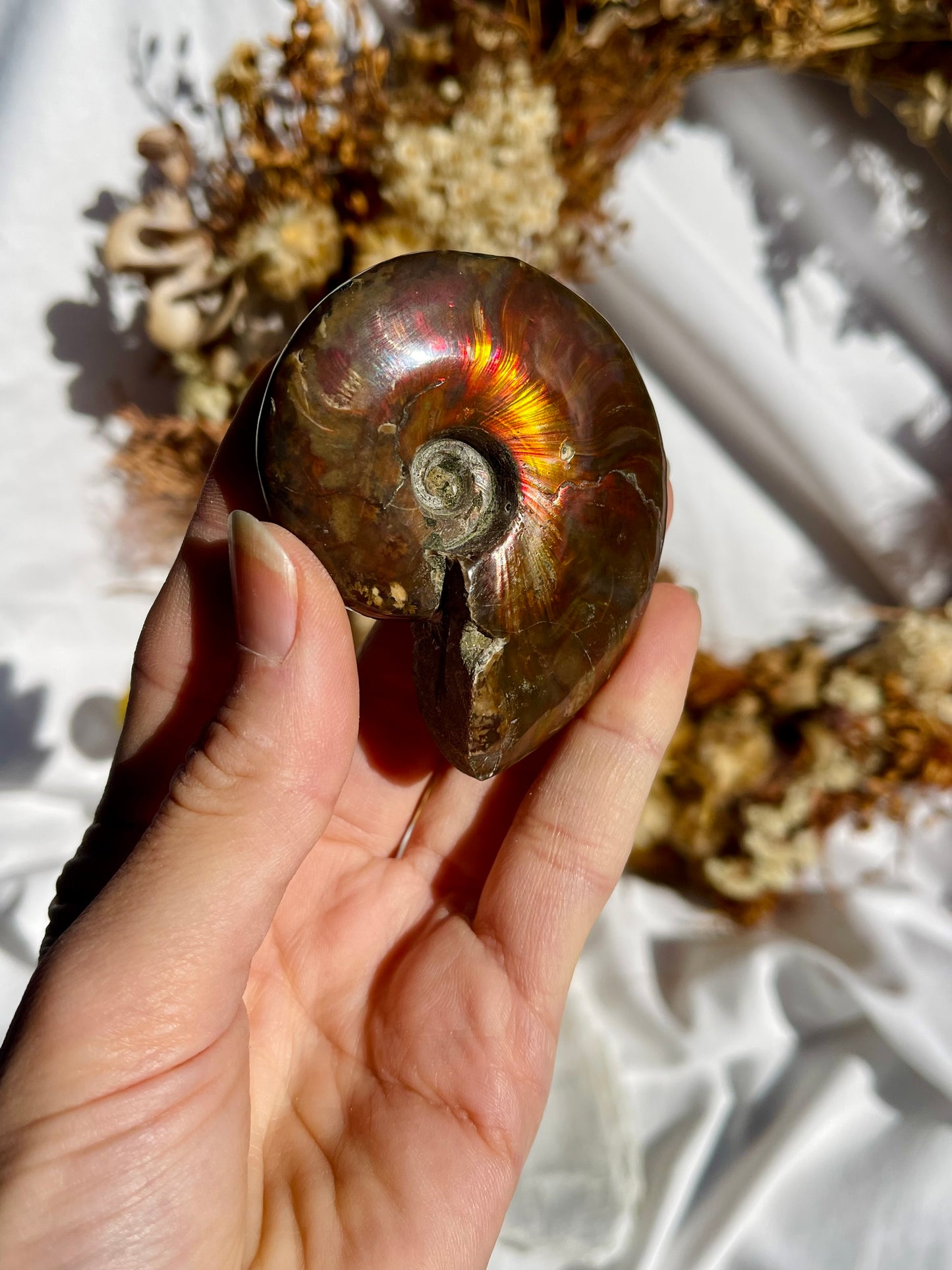 Opalised Ammonite Fossil