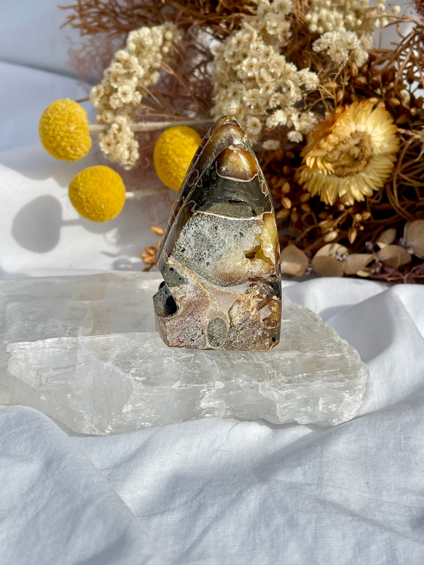 Ammonite Critter #4