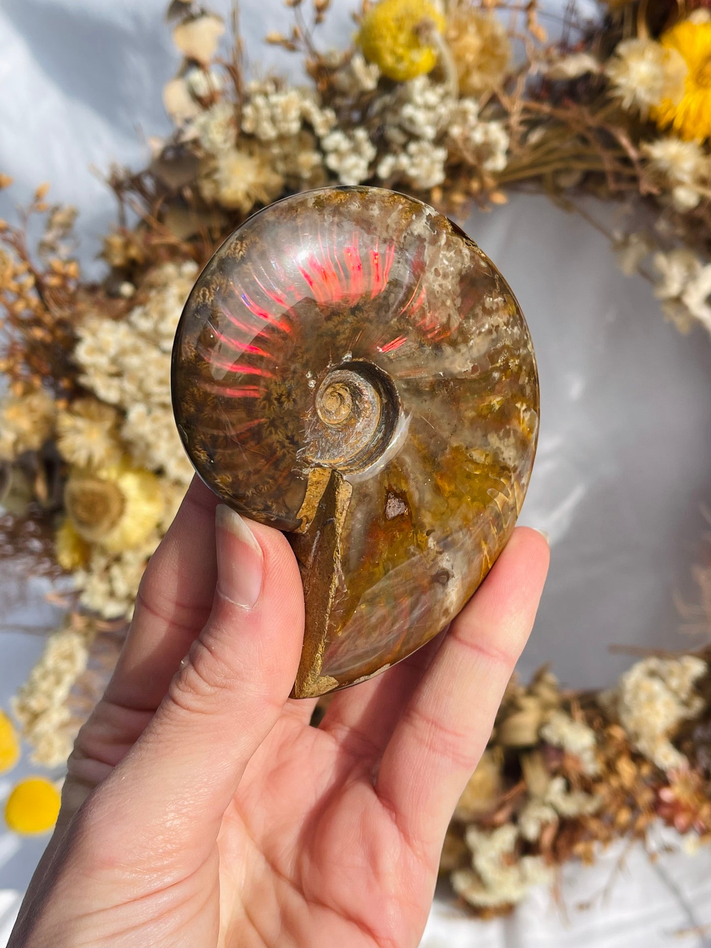 Opalised Ammonite Fossil