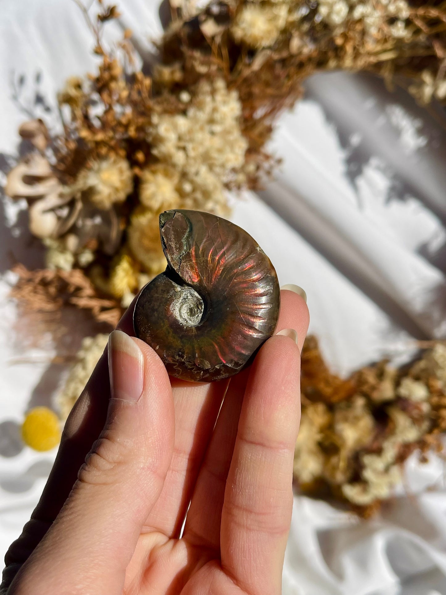 Opalised Ammonite Fossil