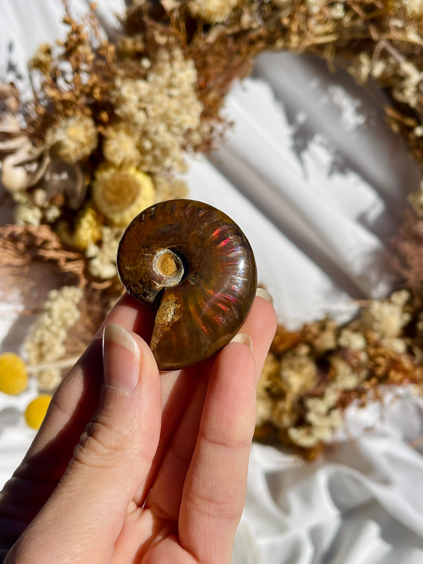 Opalised Ammonite Fossil
