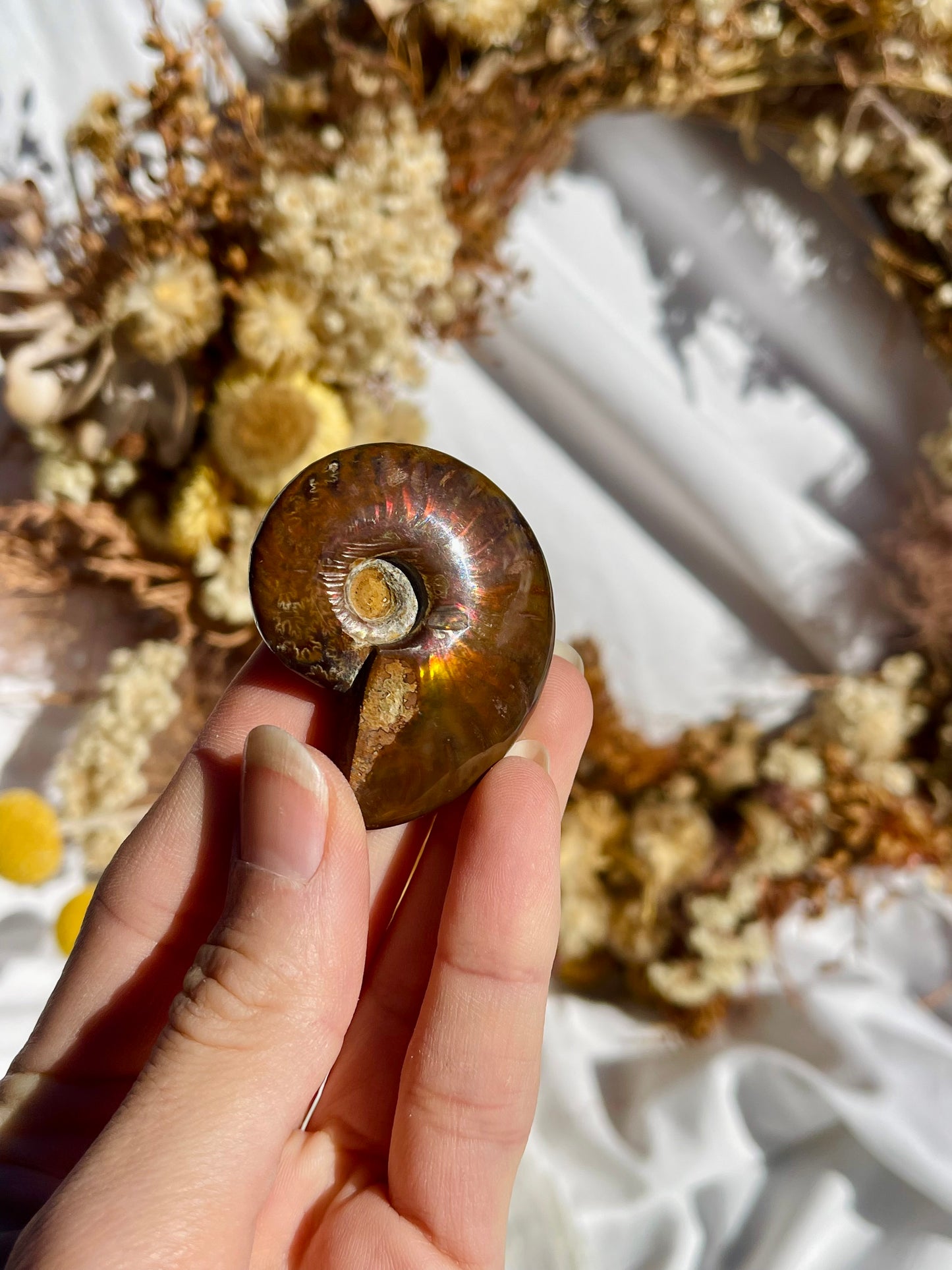 Opalised Ammonite Fossil