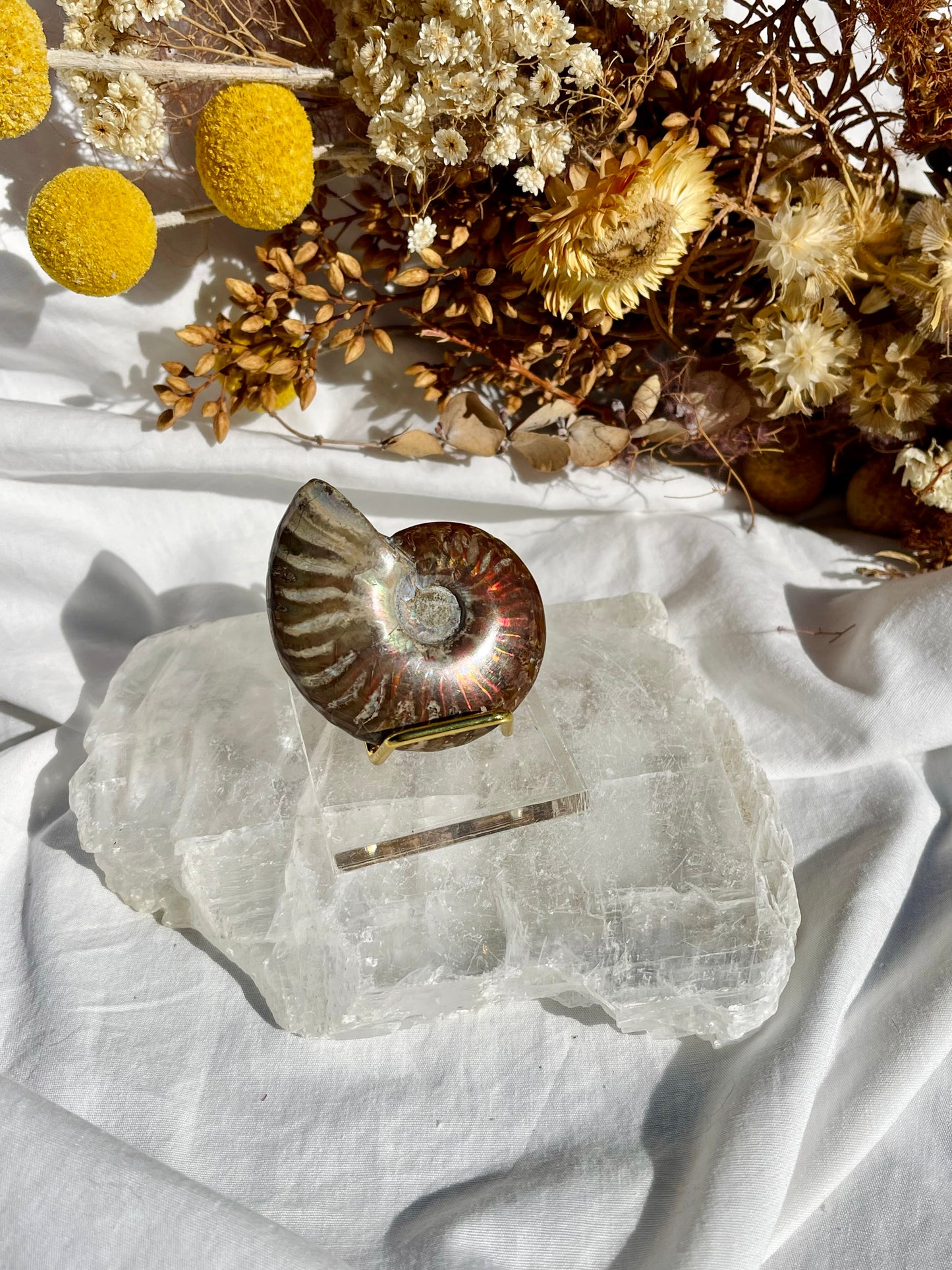 Opalised Ammonite Fossil