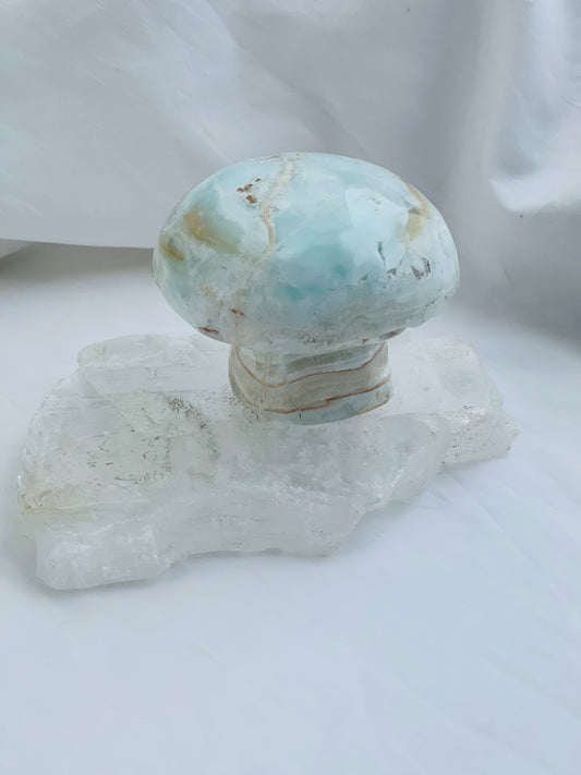 Caribbean Calcite Mushroom