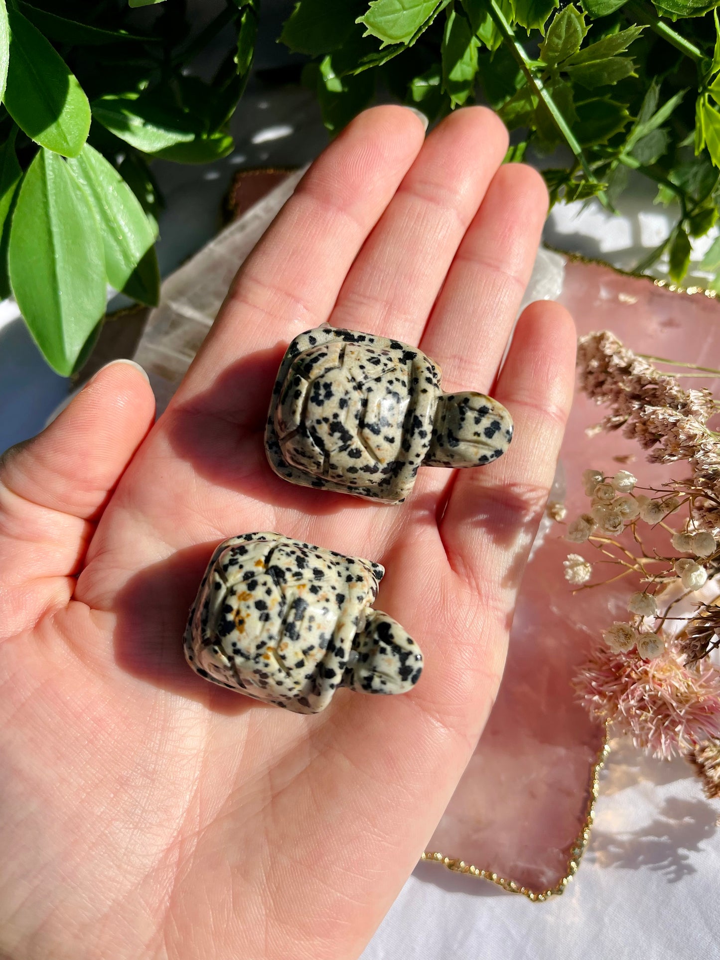 Dalmatian Jasper Turtle