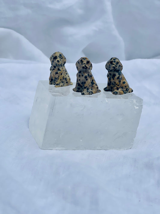 Dalmatian Jasper Mini Dog